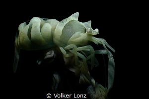 shrimp on coral by Volker Lonz 